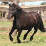 LOTE 001 - TOY