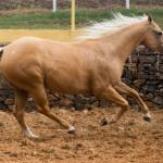 LOTE 016 - EXTRA DOS
