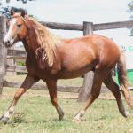 LOTE 016 - TORNADO