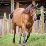 LOTE 004 - TINA OKIE WINPY  (2x1)