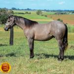 LOTE 021 - SMART PISTOL REY B3
