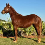 LOTE 015 - RAIMBOW KEYS JAY RM