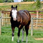 LOTE 011 - SEVERUS BOY MIME