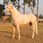 LOTE 019 - SHINERS HANCOCK