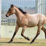LOTE 019 - GAUCHO HICKORY