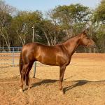 LOTE 018 - SPIRIT HANCOCK