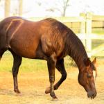 LOTE 001 - VICTORIA LENADOC ESF (2x1)