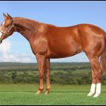 LOTE 013 - BOY TAG WHIZ Z