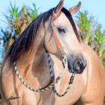 LOTE 009 - LIKE A DUN'IT