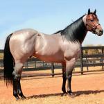 LOTE 300 - BLACKSMITH FAME BG (Coberturas)