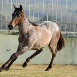 LOTE 022 - JACK PEP KEYS