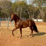 LOTE 018 - SPIRIT HANCOCK