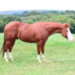 LOTE 017 - GUNNER BET TAM (Coberturas)