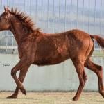 LOTE 016 - JACK FLYER