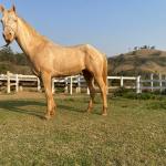 LOTE 016 - BUENO PEPPYS BOY LLB