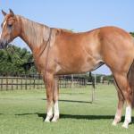 LOTE 002 - GUNNERS CHEX