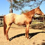 LOTE 010 - PRINCESS JAY KEYS
