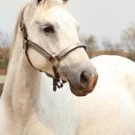LOTE 007 - KEENNESS BONSMAL