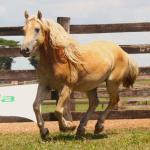 LOTE 006 - CHUCRUTES