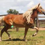 LOTE 010 - GALÃ