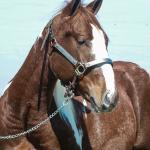 LOTE 008 - ROVER TARI CAT YBJ