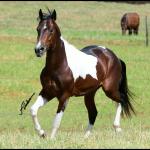 LOTE 003 - COLONEL SPIRIT