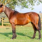 LOTE 002 - JOIA DA CAPIVARA