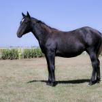 LOTE 011 - STORM SAN BELL RM