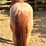 LOTE 010 - PRINCESS JAY KEYS
