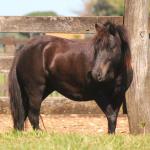 LOTE 001 - TOY