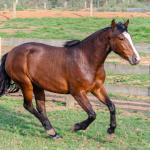LOTE 002 - JOIA DA CAPIVARA