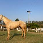 LOTE 016 - BUENO PEPPYS BOY LLB
