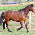 LOTE 002 - JOIA DA CAPIVARA