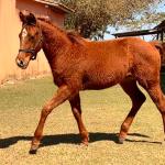 LOTE 007 - KING ROOSTER OLENA