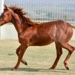 LOTE 020 - SPORTIN BLUE BOON