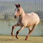 LOTE 007 - JACK KEYS