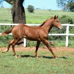 LOTE 020 - KING KAT REY VRA