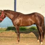 LOTE 018 - SPIRIT HANCOCK