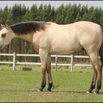 LOTE 004 - LUFTY JAY GUN DU VAL
