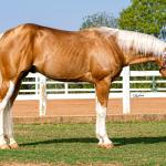 LOTE -200 - ROOSTER PALE FACE (COBERTURAS)