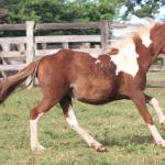 LOTE 010 - SUZI
