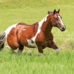 LOTE 013 - HILL TOPFLYER HSA