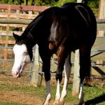 LOTE 011 - SEVERUS BOY MIME