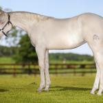LOTE 020 - CANDY CHEX GUN