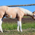 LOTE 012 - MAVERICK BOY MIME