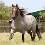 LOTE 100 - METALLIC REY STAR 4M (Coberturas)