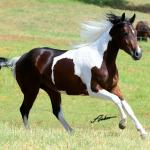 LOTE 003 - COLONEL SPIRIT