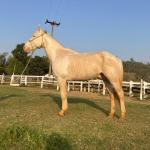 LOTE 016 - BUENO PEPPYS BOY LLB