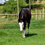 LOTE 011 - SEVERUS BOY MIME