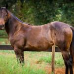LOTE 005 - MAYA FLING STARLIGHT